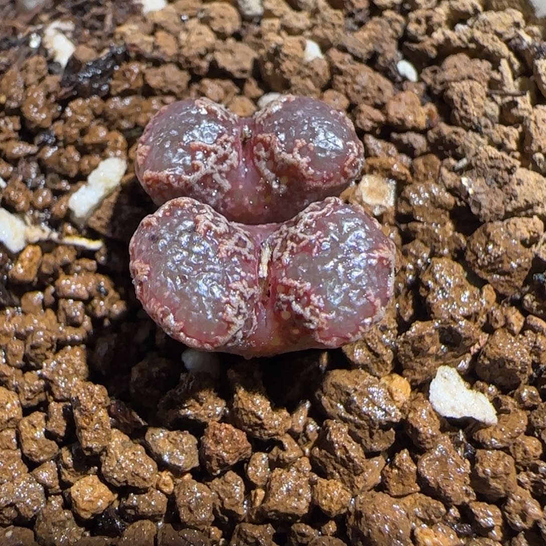 肉锥多肉植物组合-3km勋章有疤600