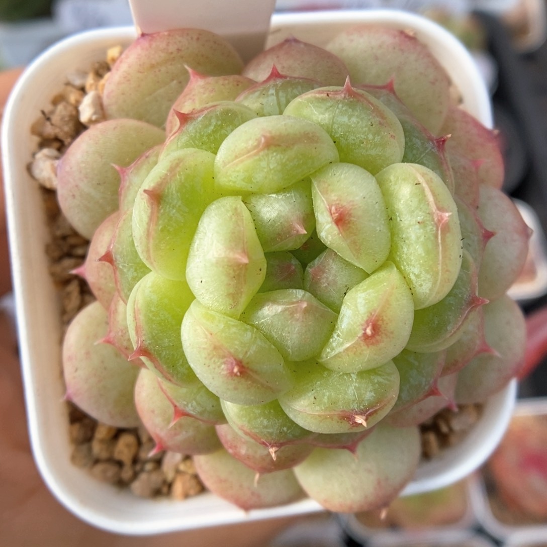 小樱可拍1217号。      