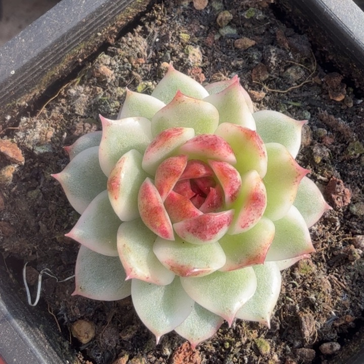 黑水晶锦一刻腹轮锦