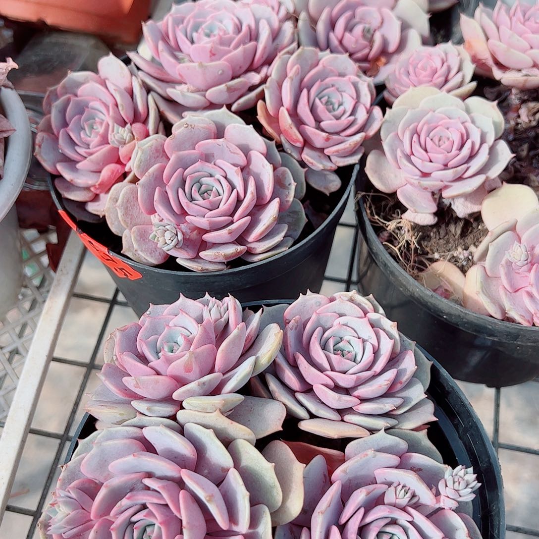 粉蝶多头造型精品特价