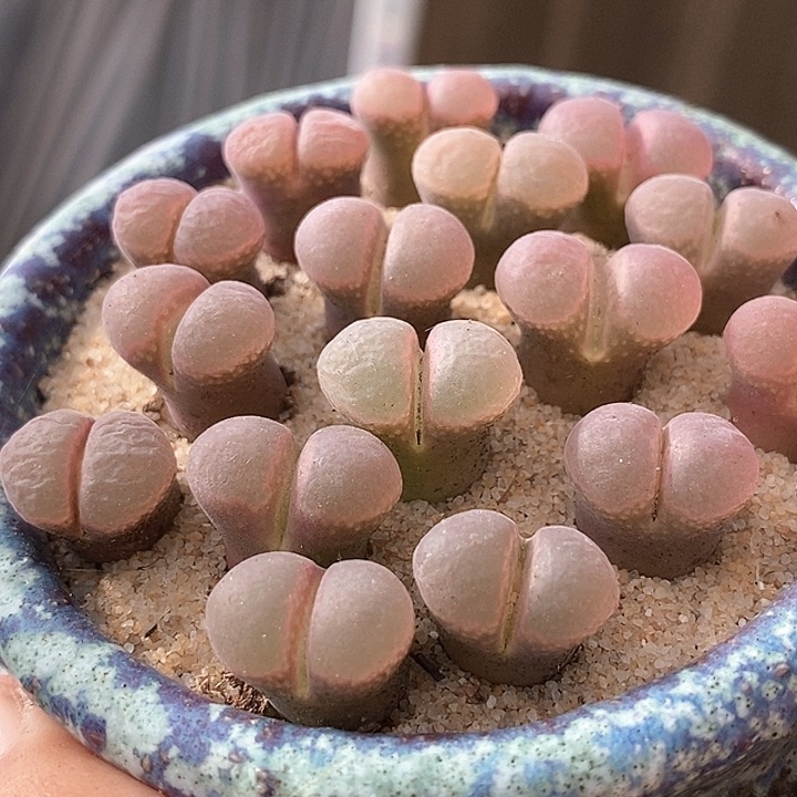 9512鲑鱼粉样本一颗