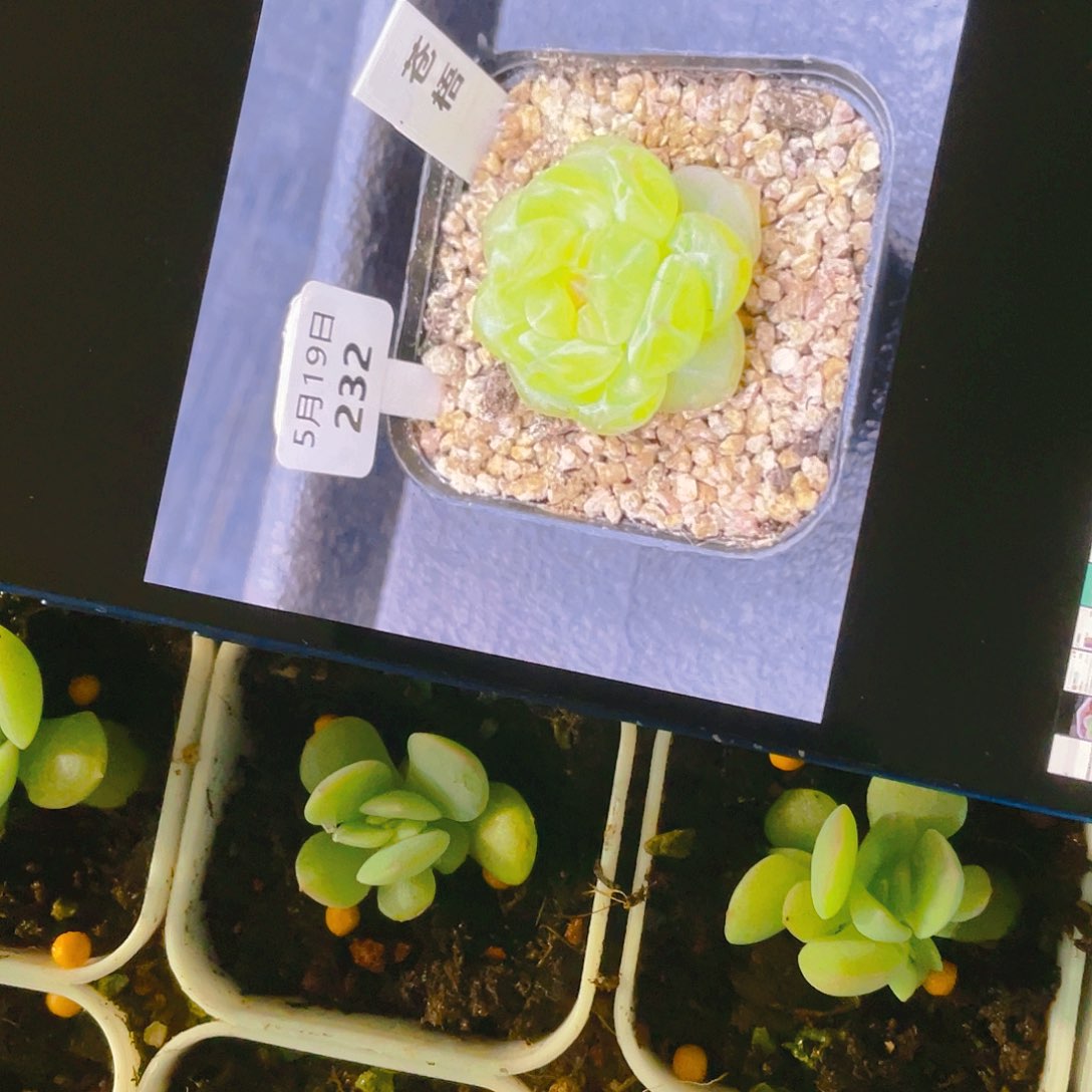 苍梧中盆一个满25包邮