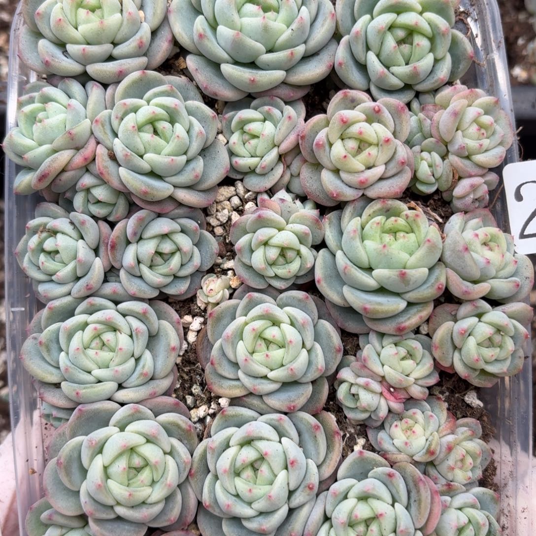 微***醺多肉植物多肉植物246