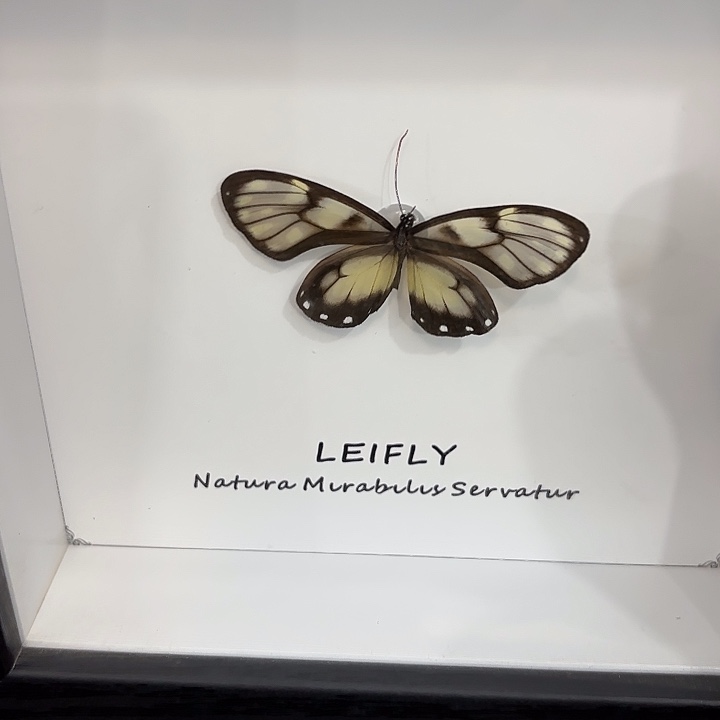 *****蝴蝶标本定制236@