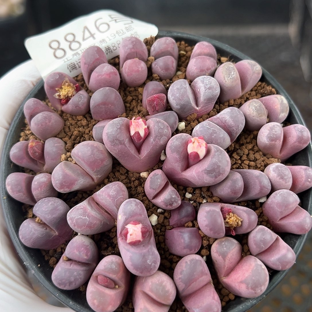 好养易活生石花大母本8846