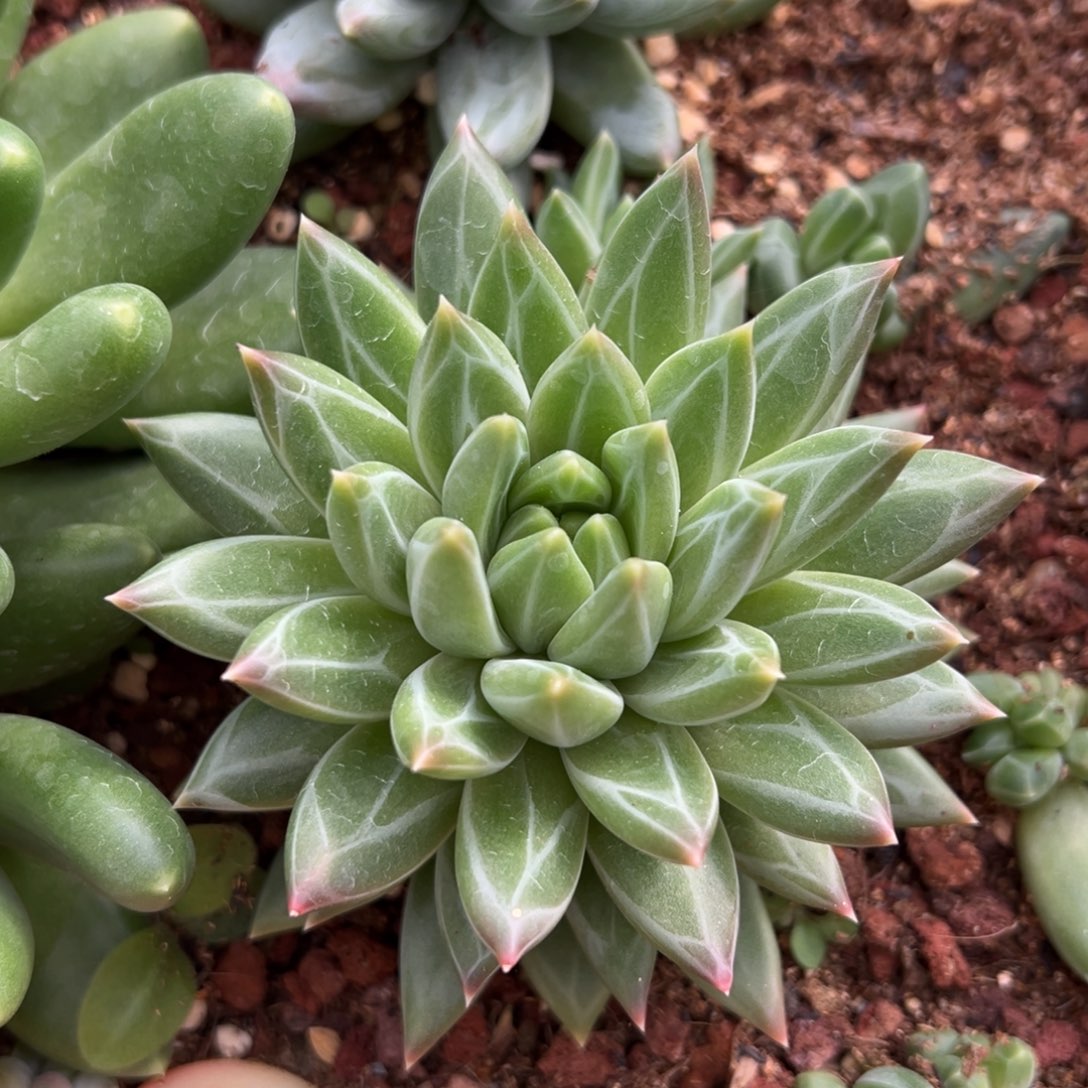 心***1大单头老桩发货的