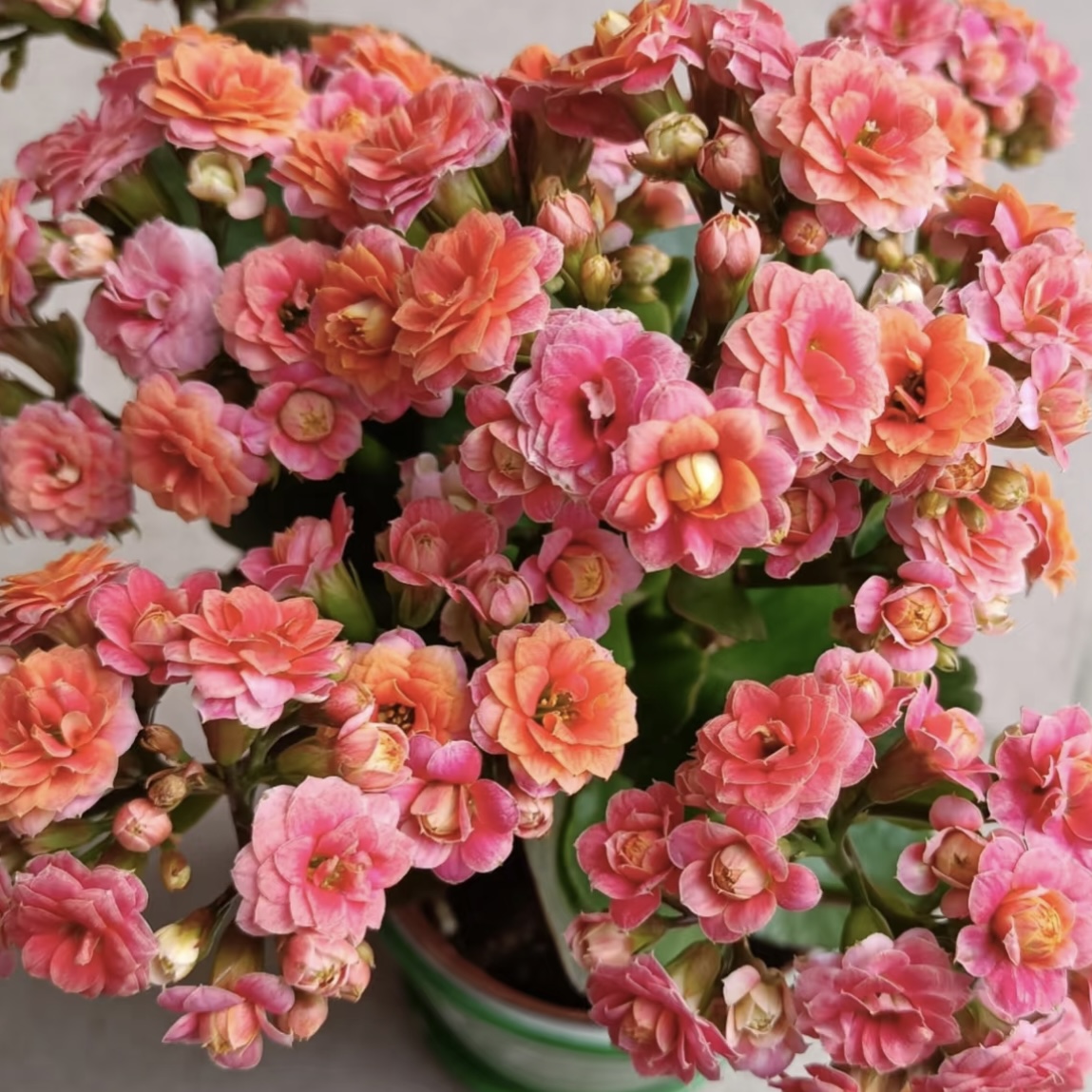 果冻 长寿带花苞盆栽花卉庭院阳台新手易养护