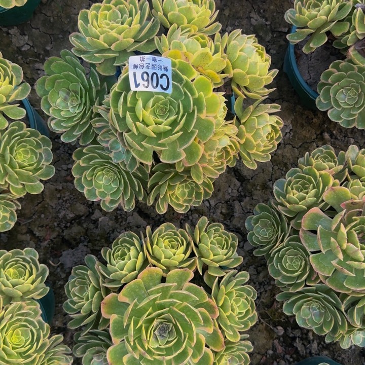 粉花妖花25-37包邮花花