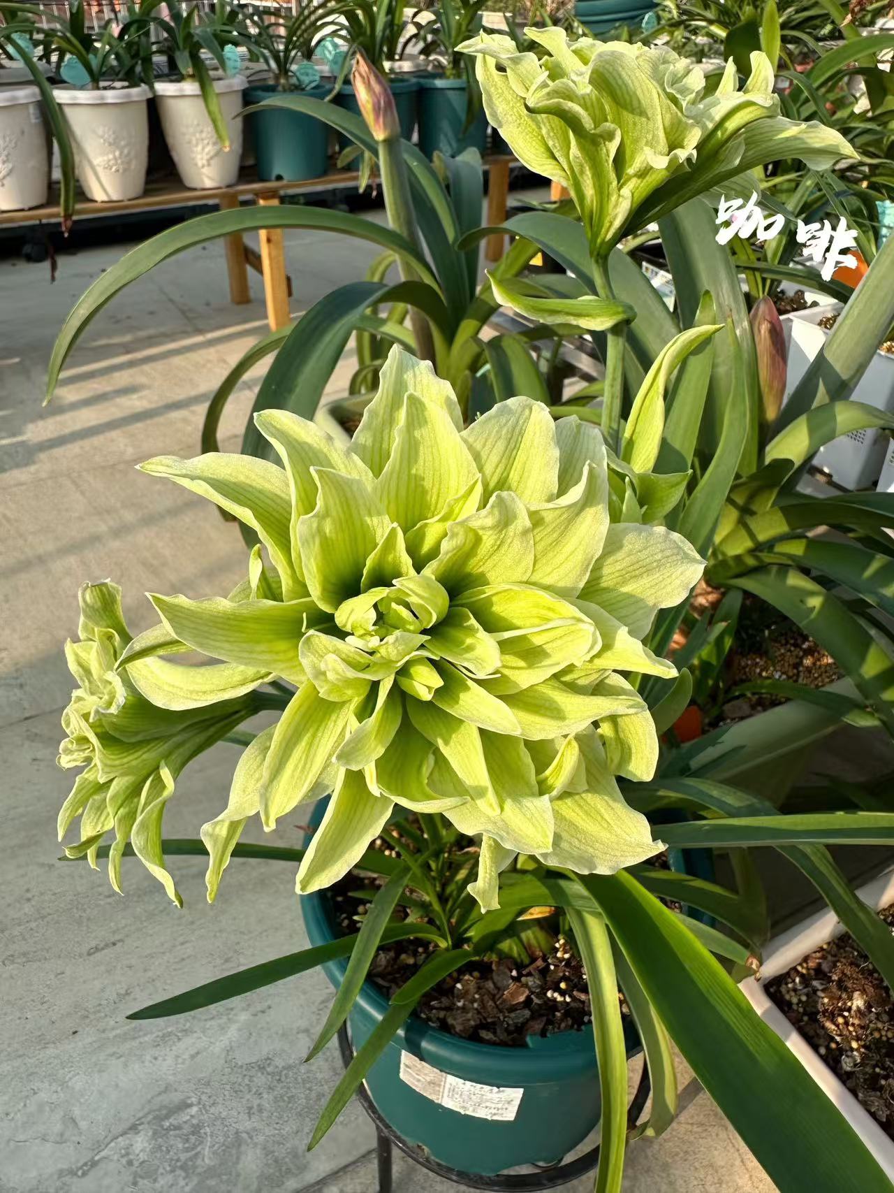 双绿 新人粉丝福利 对版朱顶红种球自然球 