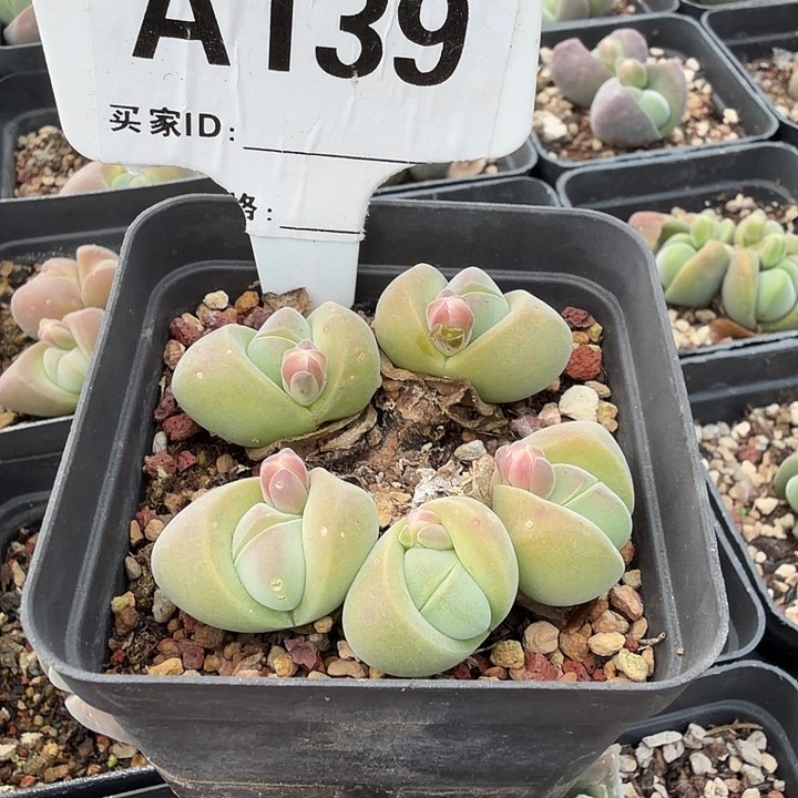e***m139。满38包邮肉锥