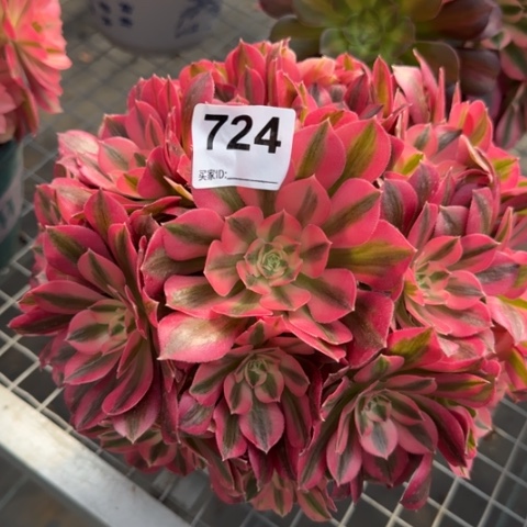 724女巫20厘米左右