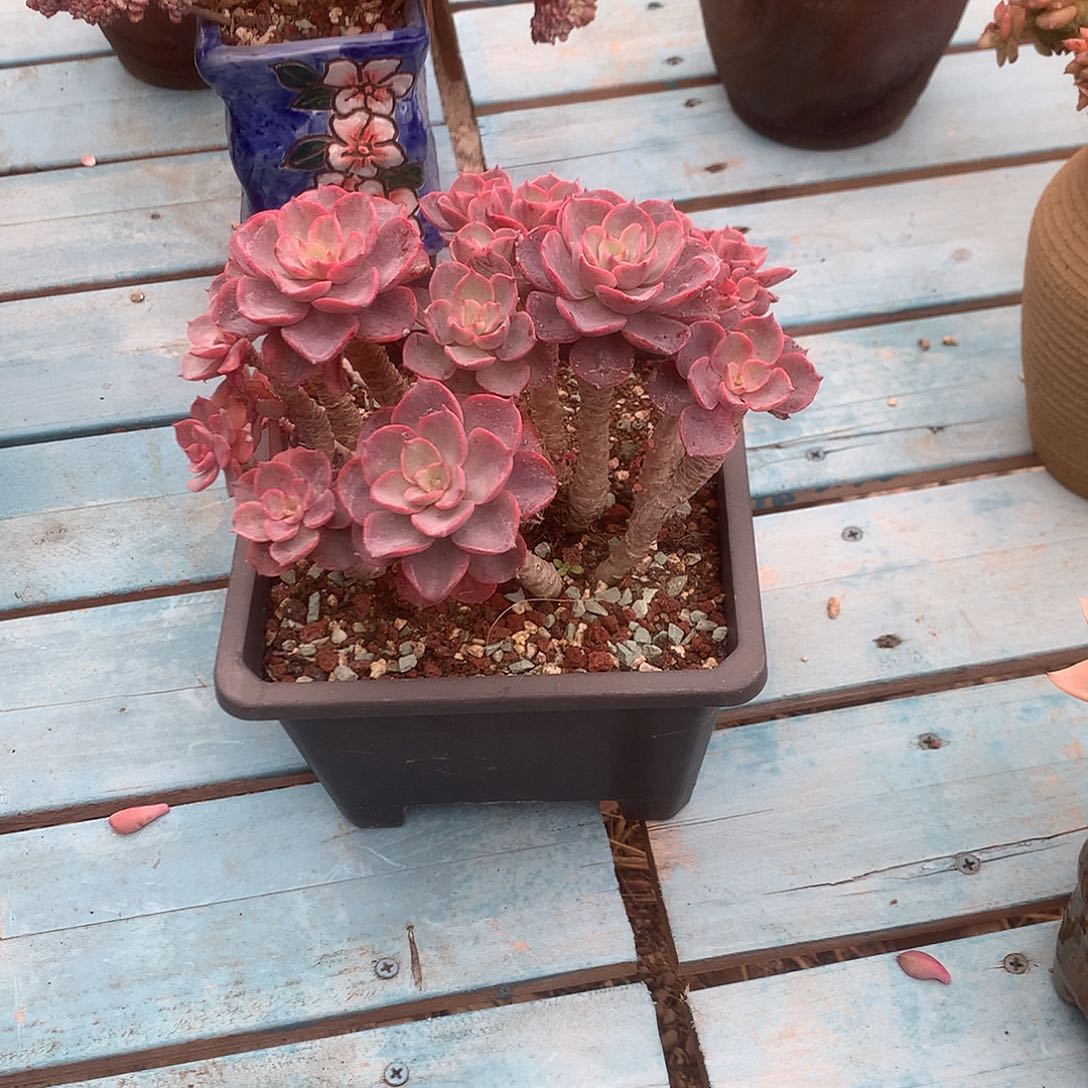 孙*娘泪无痕多肉植物脱土