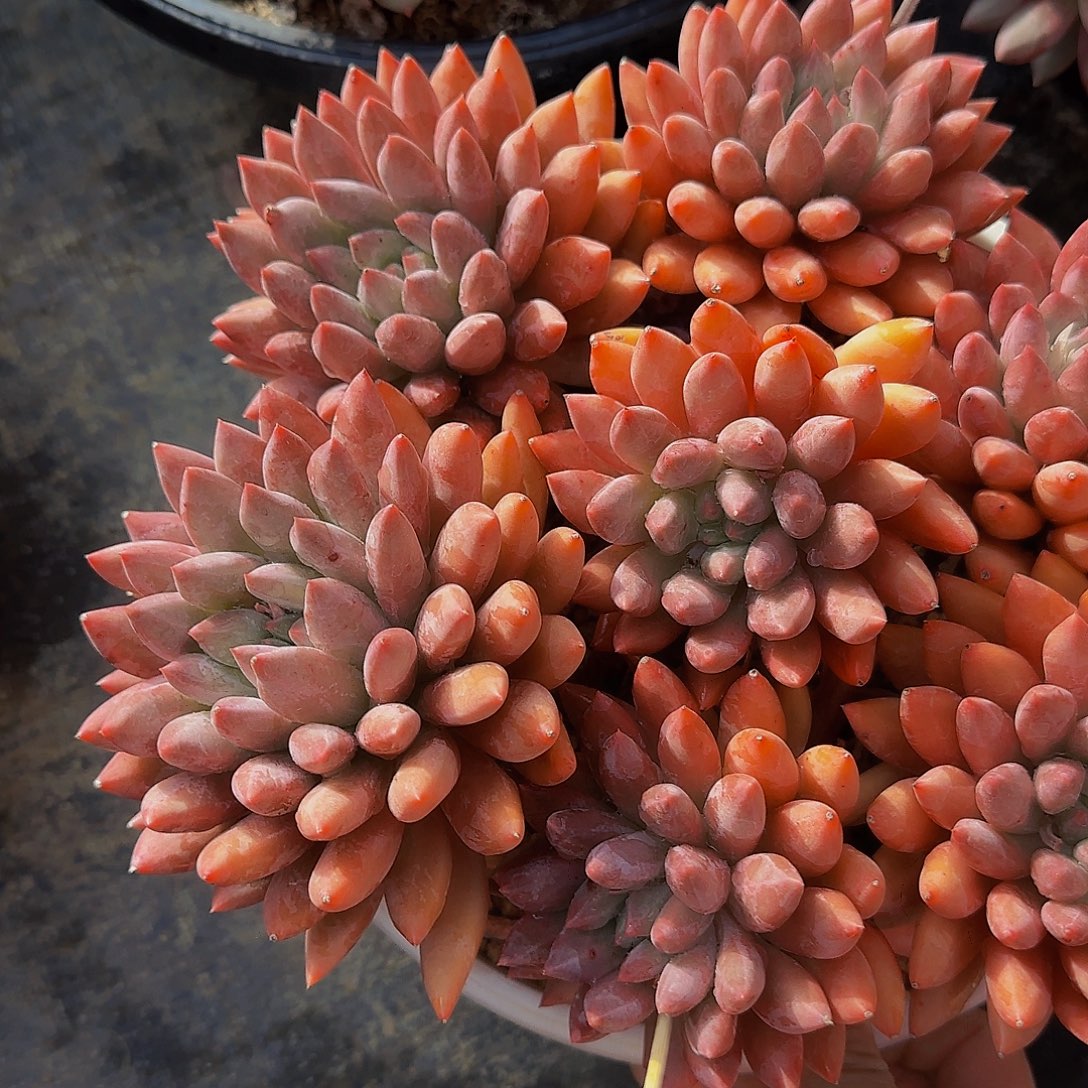 花***语摸摸摸摸摸摸摸摸摸摸看