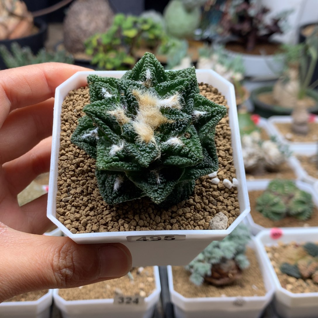 辛顿牡丹带盆自根仙人球