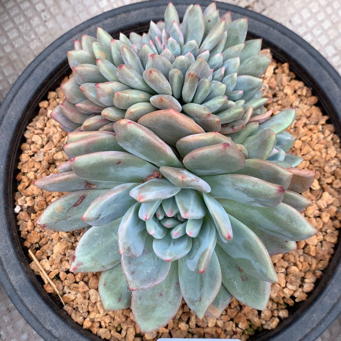 C589 售后范围：签收起7天内