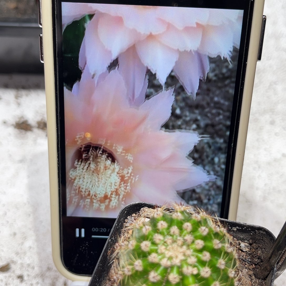 彩草仙羽带根三公分左右