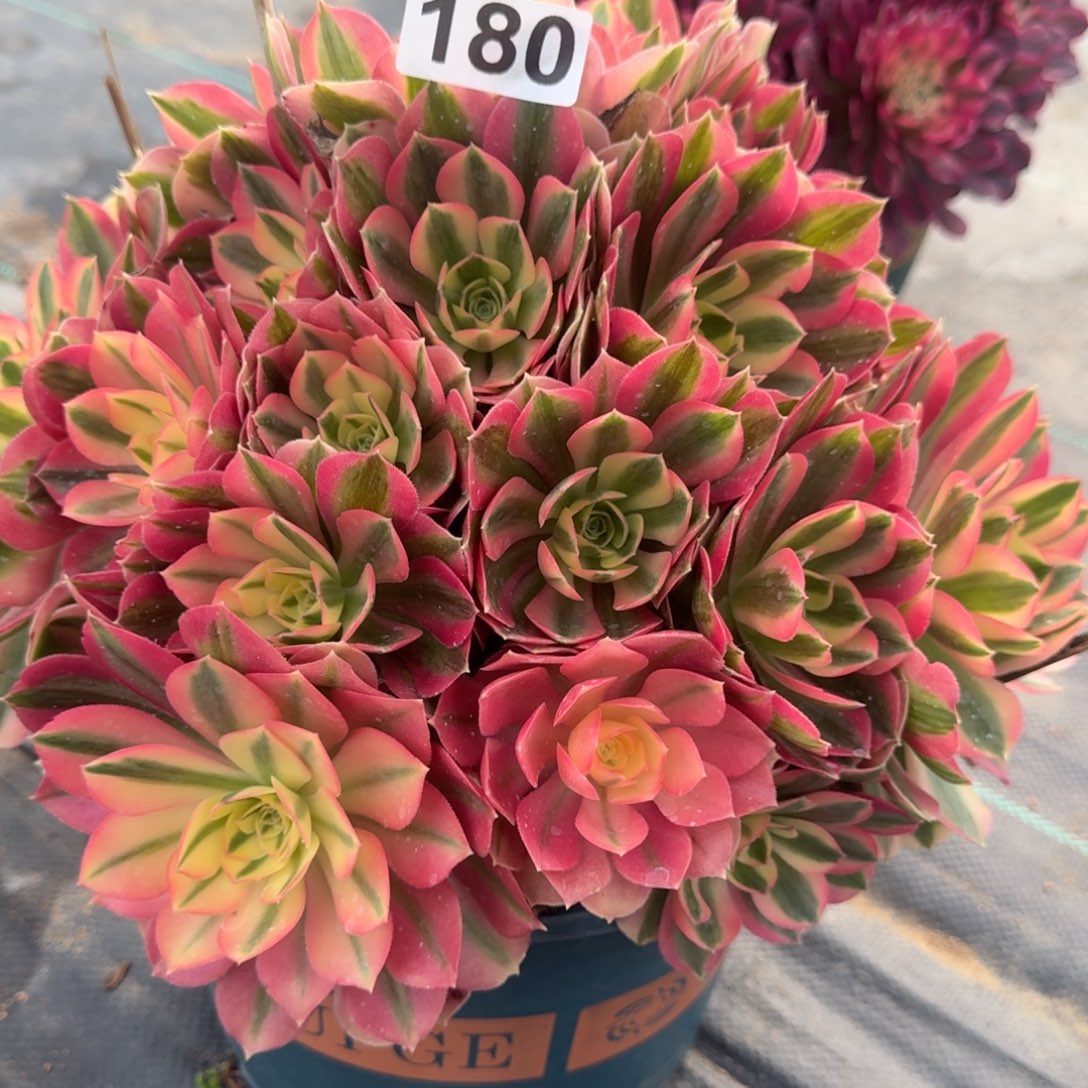 180大女巫多肉植物