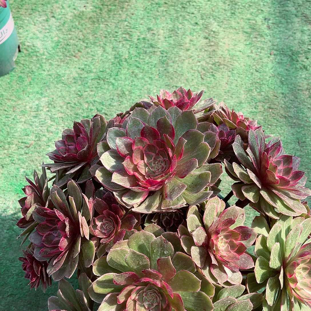 莲花座法师多肉植物