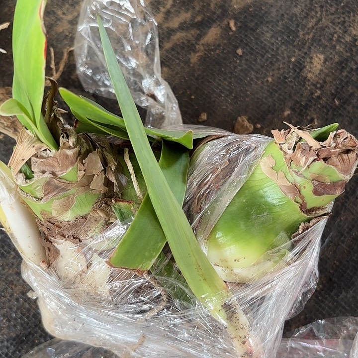 甜蜜双胞胎有标包对版二号