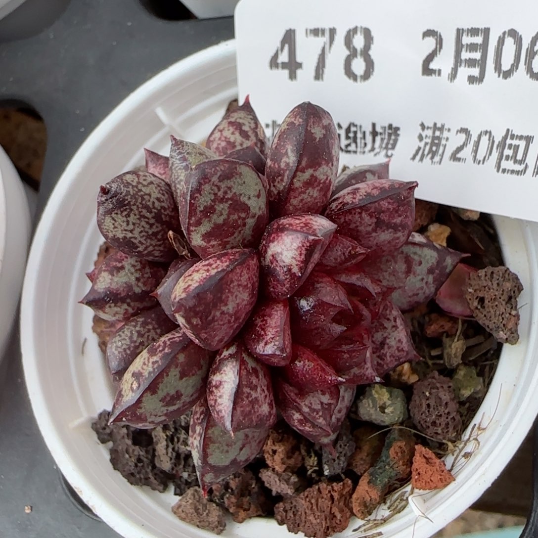 花语逸镜0206-478