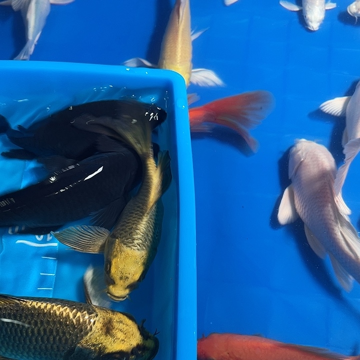 观赏鱼，精品蝴蝶鲤