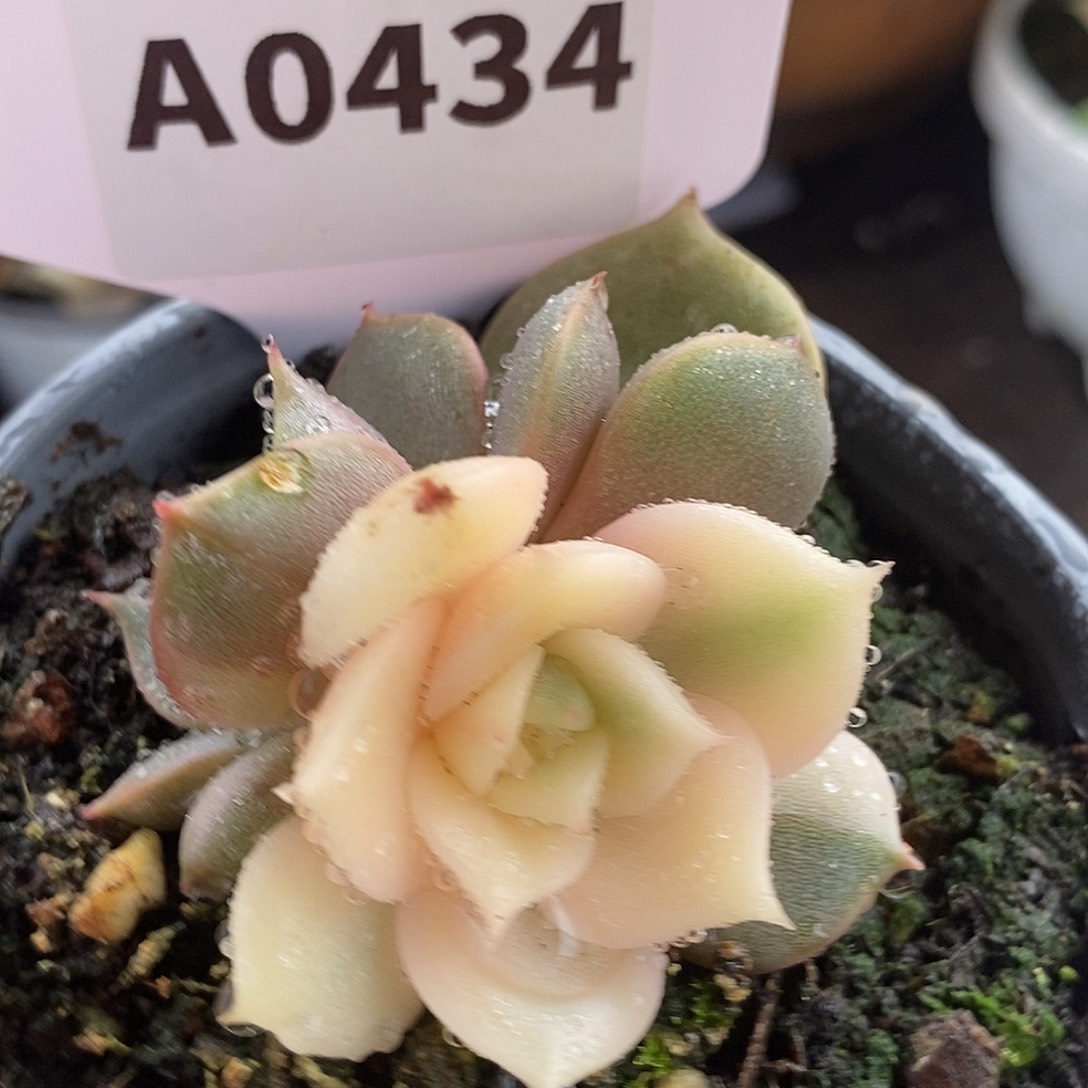 434贝加尔湖哈哈哈哈