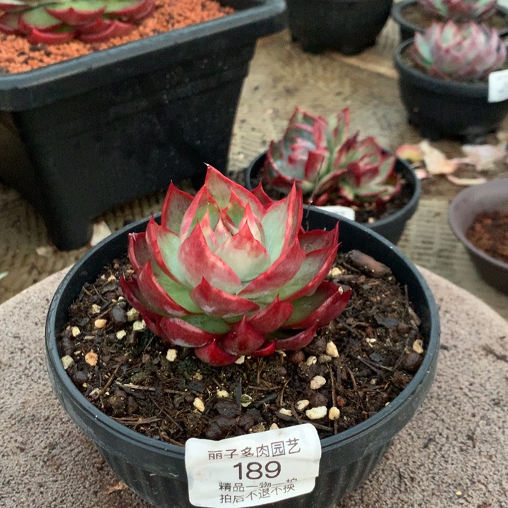 189宝塔叶车厘子红。尺寸8。多肉植物