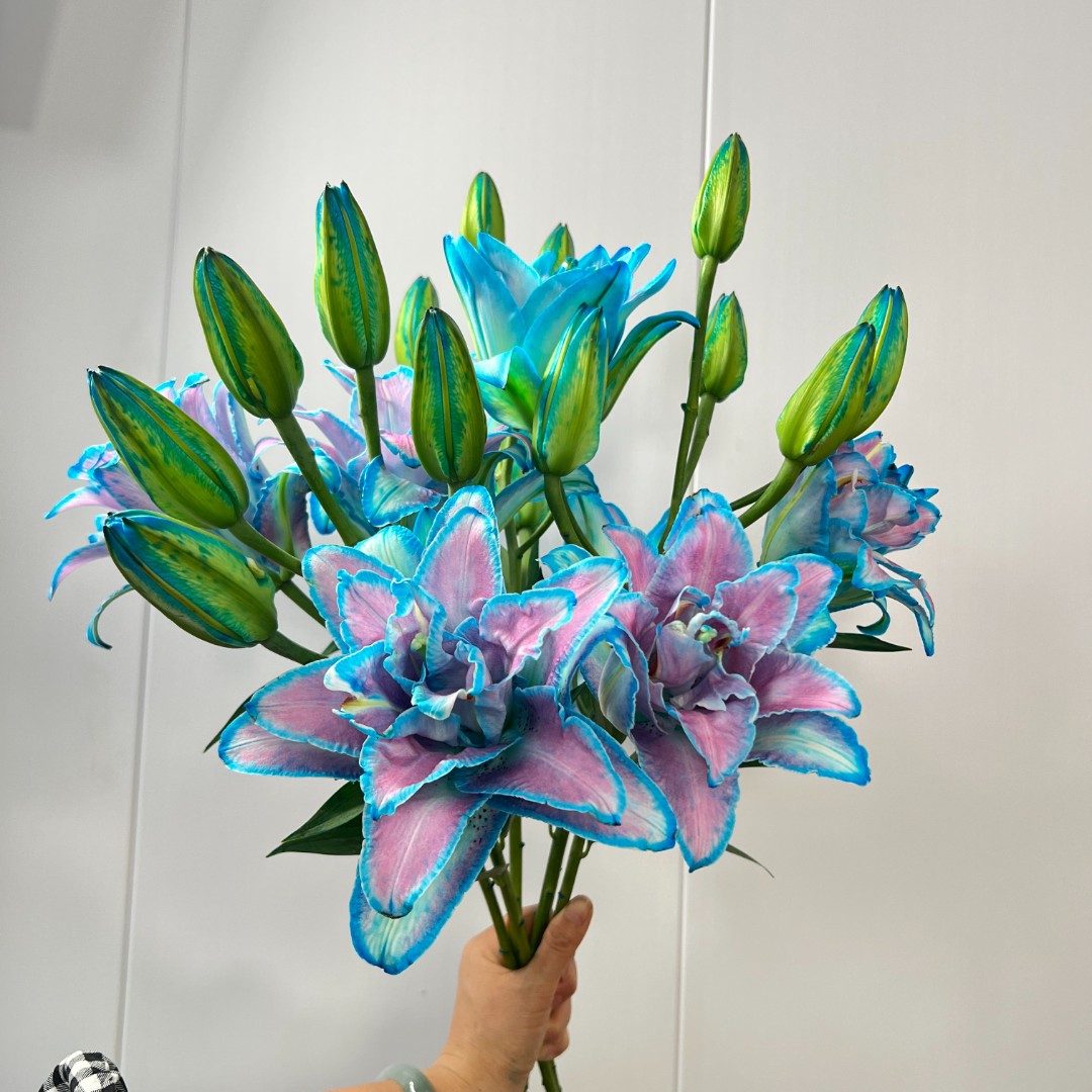 【若比邻优选】魔法公主重瓣香水百合 清香怡人 产地云南昆明直发