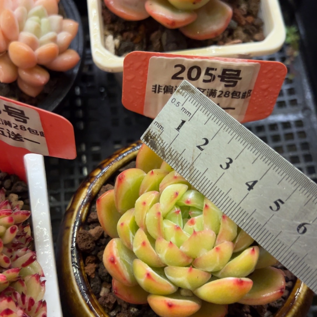 表妹精品多肉植物205.