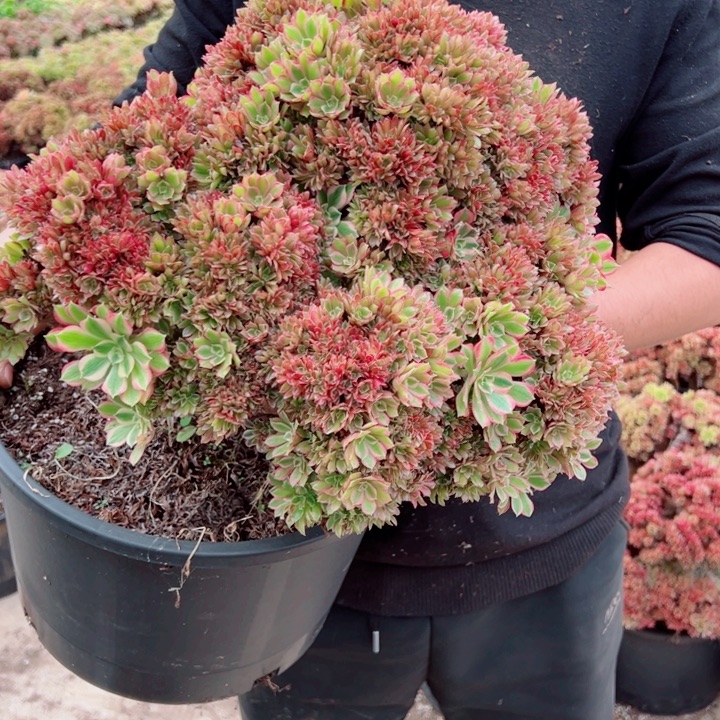 超大女郎49号多肉法师