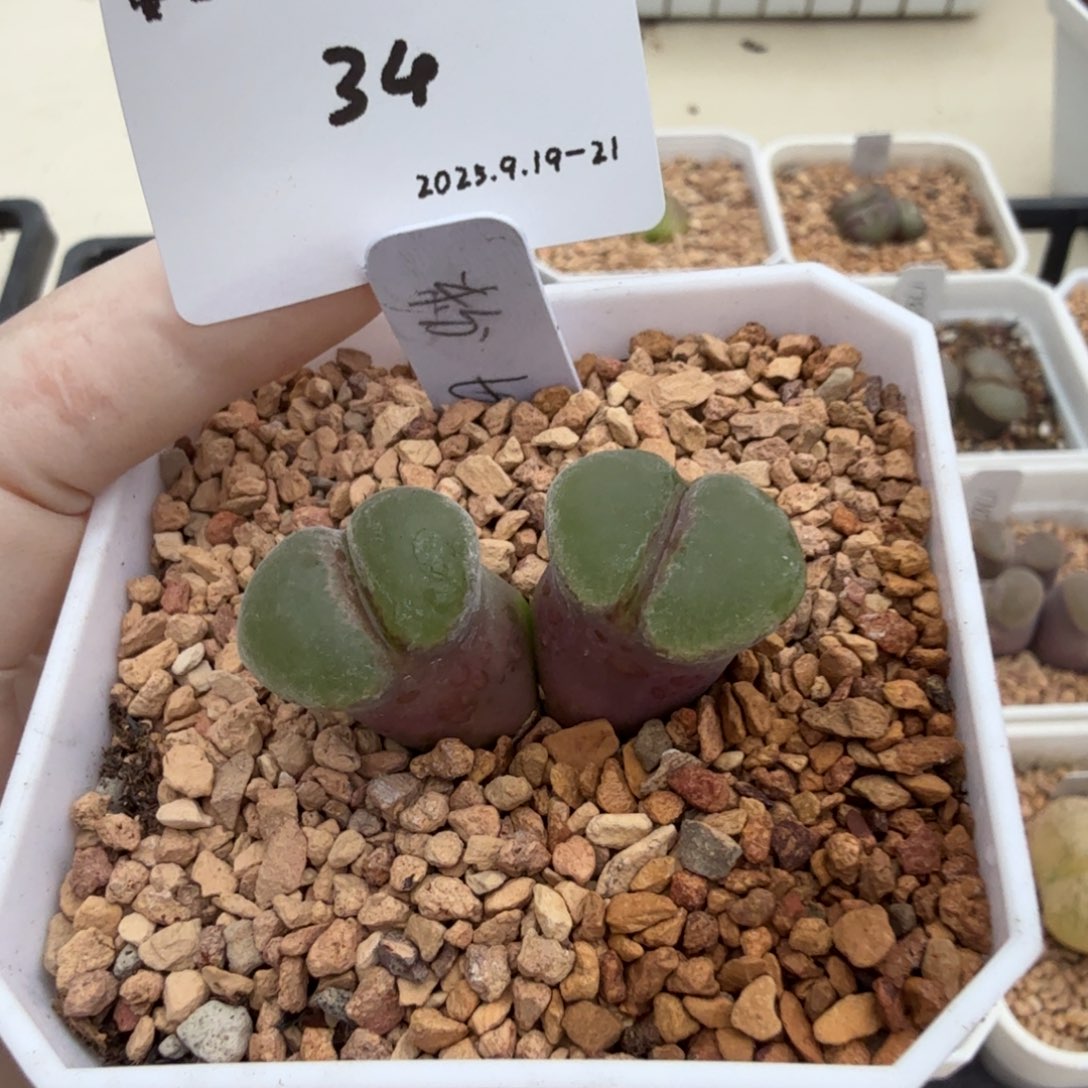 多肉多肉多肉9.19-034粉红女郎