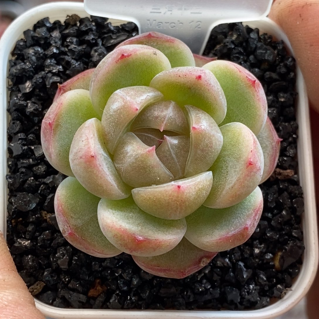 天官赐福百无禁忌