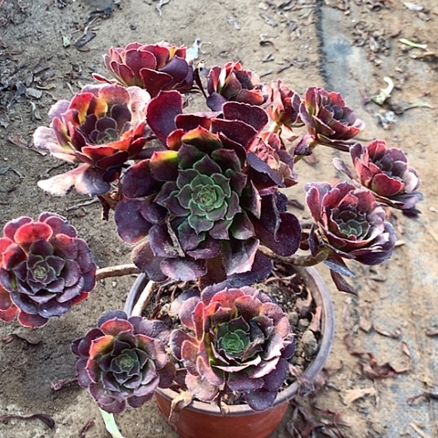 黑暗萝莉多肉植物法师7