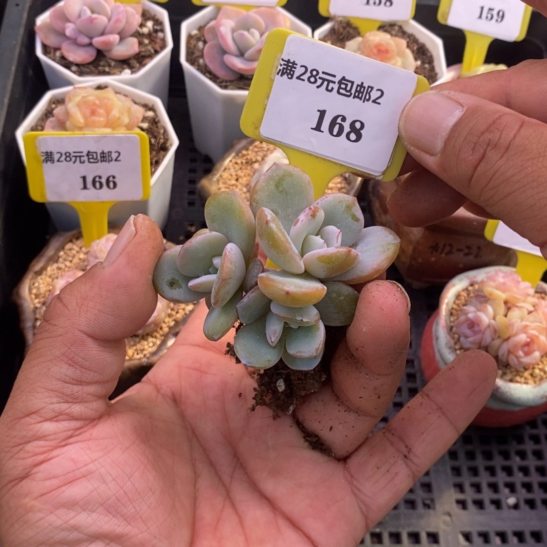 2168奶茶三头母猪多肉