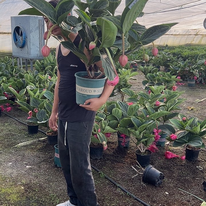 安***琪无花朵荷兰进口宝莲灯