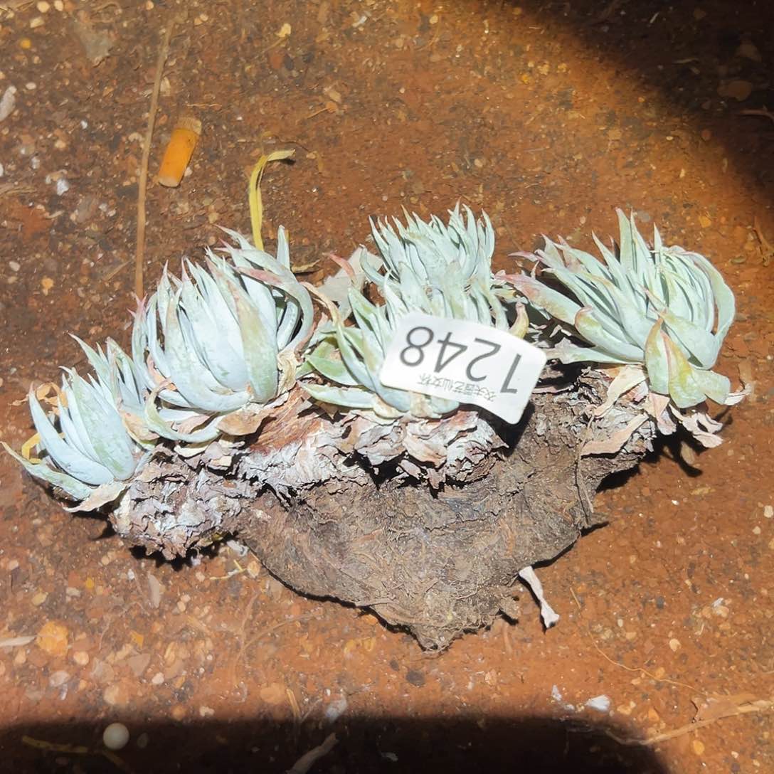 漠然衣仙女杯多肉。