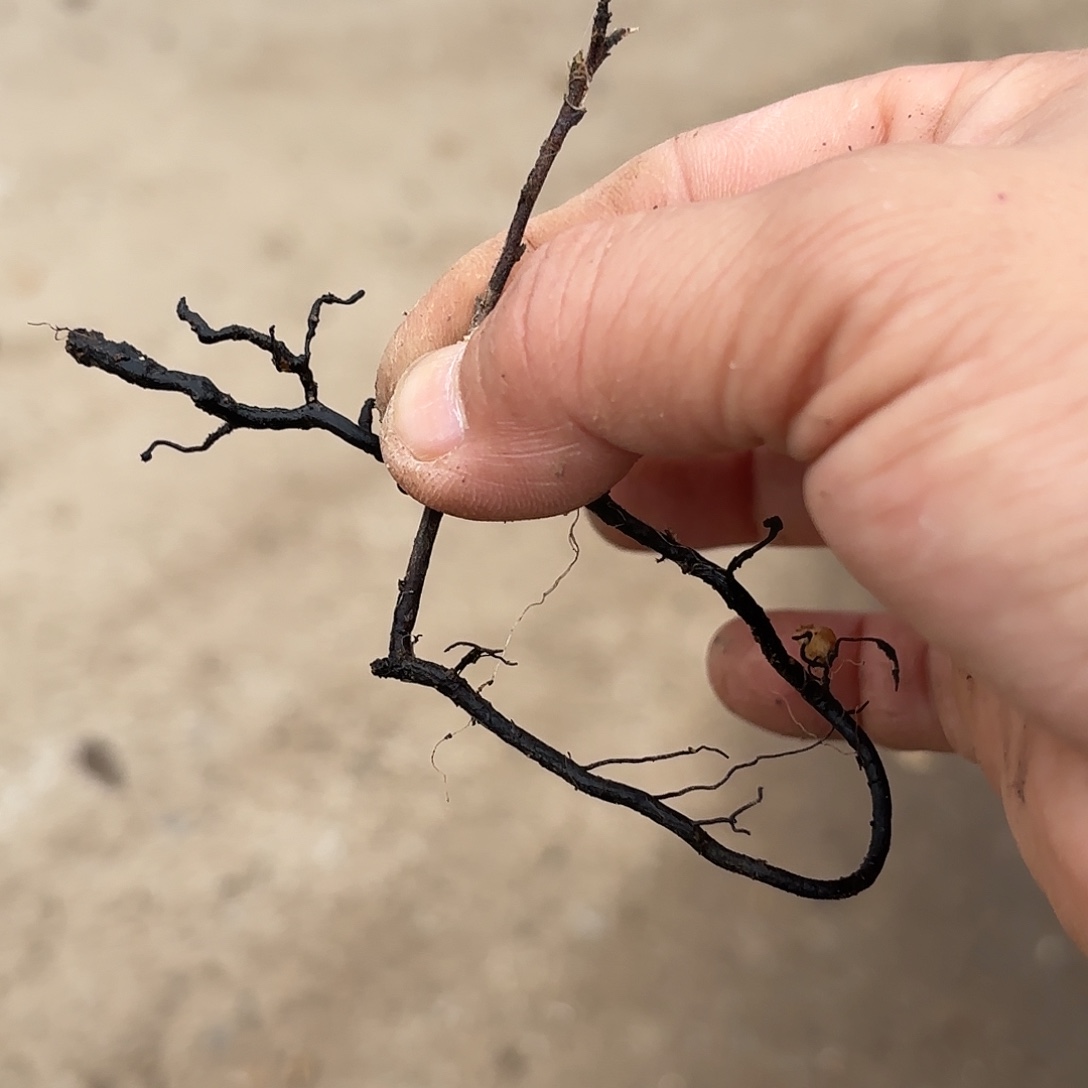 平***生哈哈哈哈哈哈哈哈哈哈