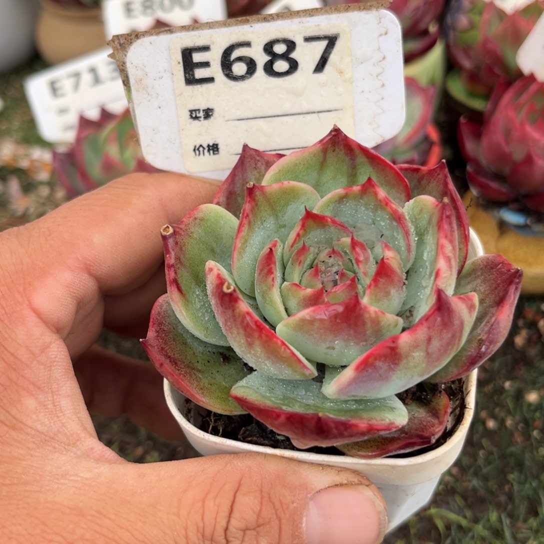 惊鸿一瞥687号多肉