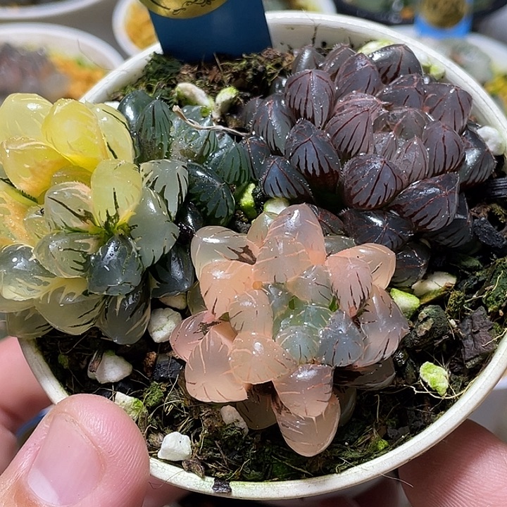 783拼盘一套福利一物