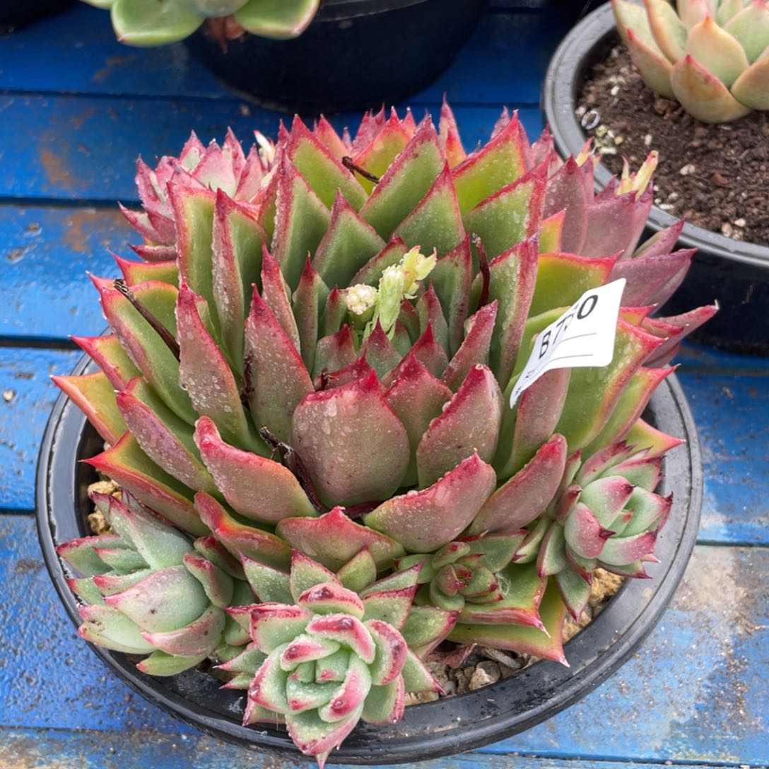 无花朵若如东云组拍B760