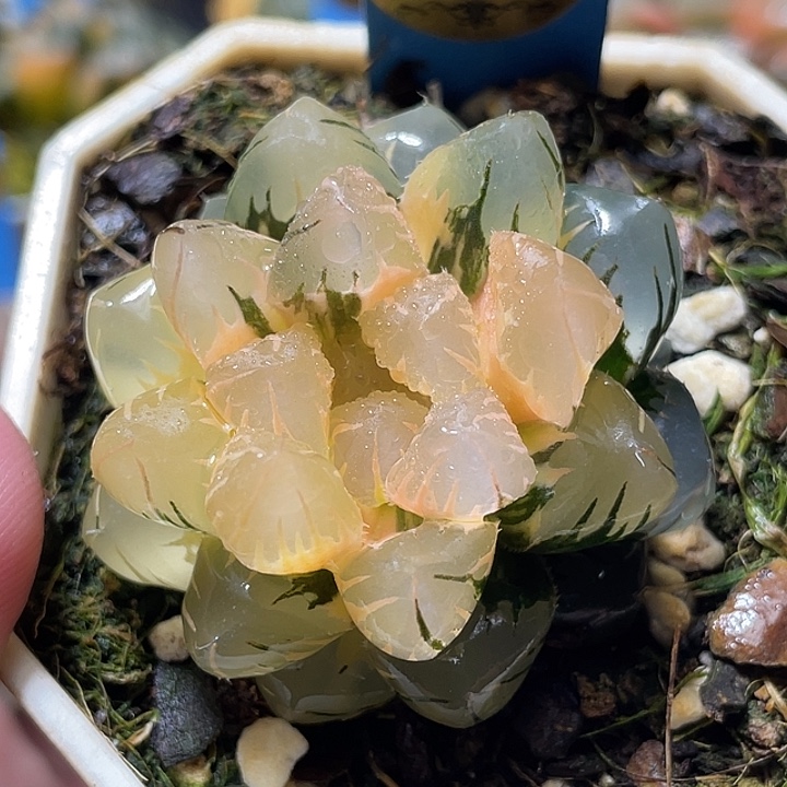 5水中月锦特选福利