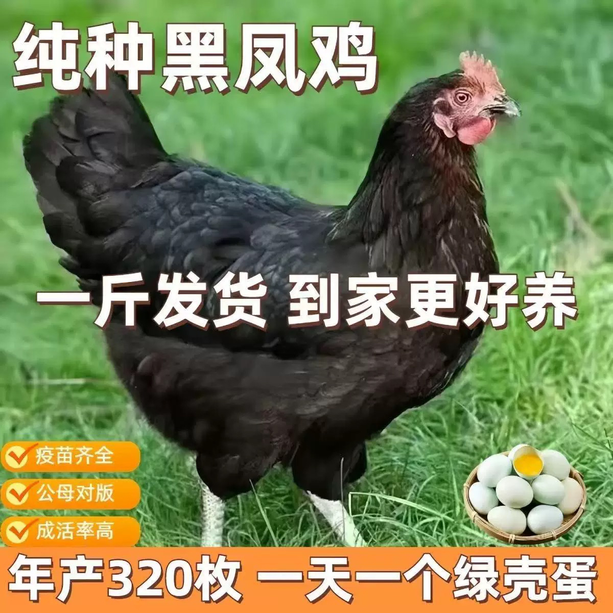 【纯种黑凤】买5送1【包邮到家】一斤左右发货（包5只活）