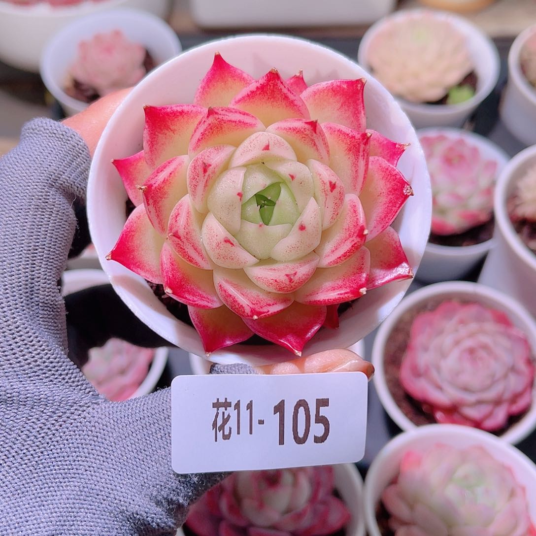 花11-105麦秆单头