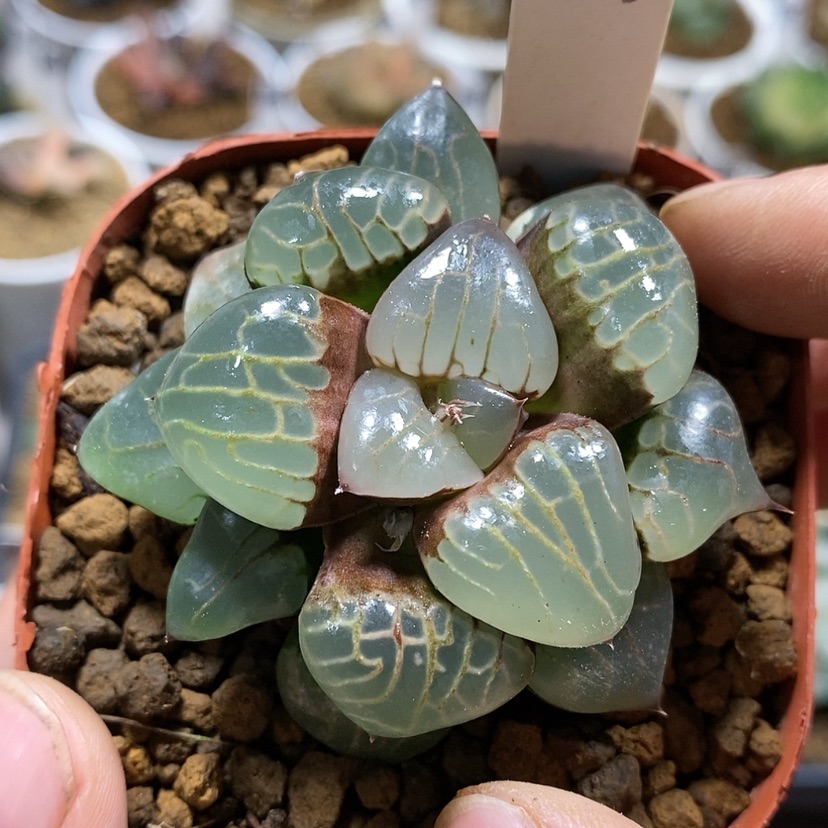 【闪购商品】181葡萄克