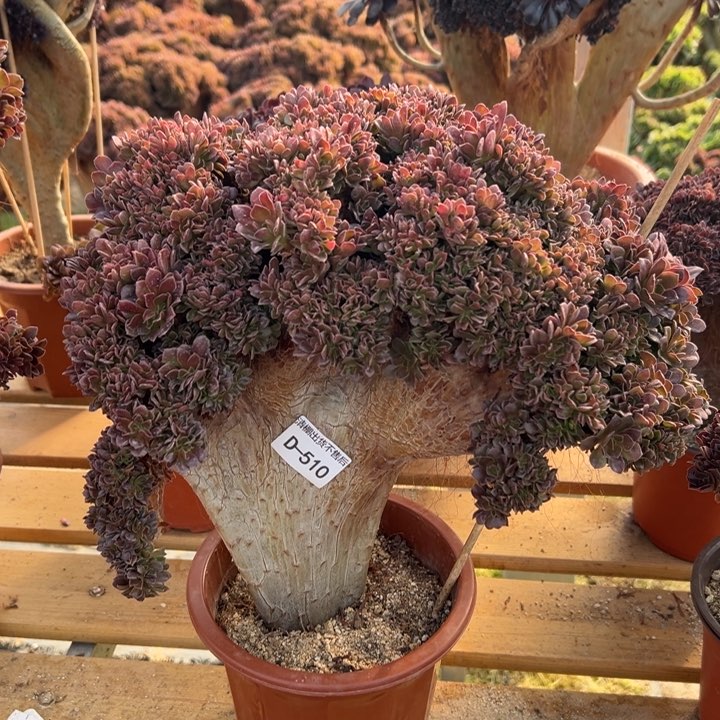 510 玫瑰自然朵缀宽32 公分