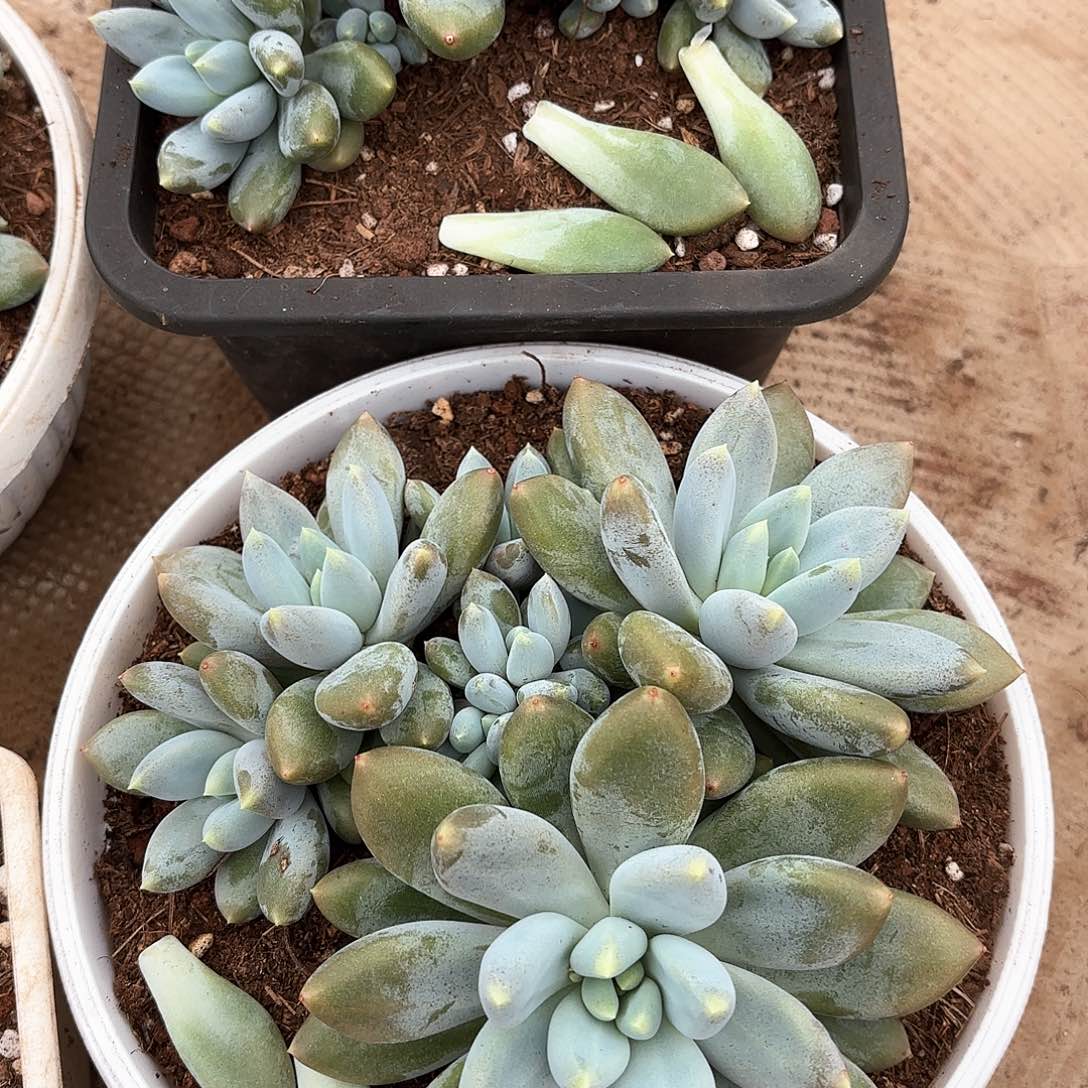 铁***猫多天胖体哥特发货