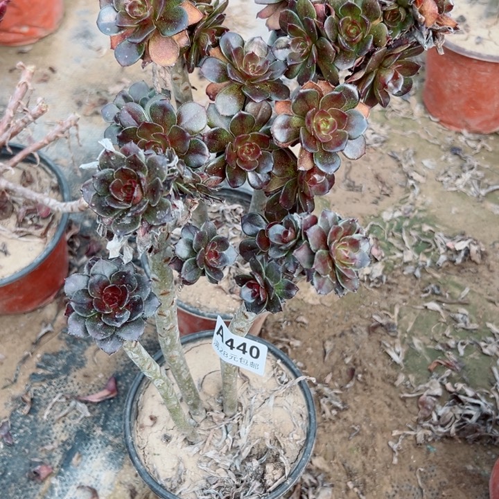 440。441灰豆多肉植物
