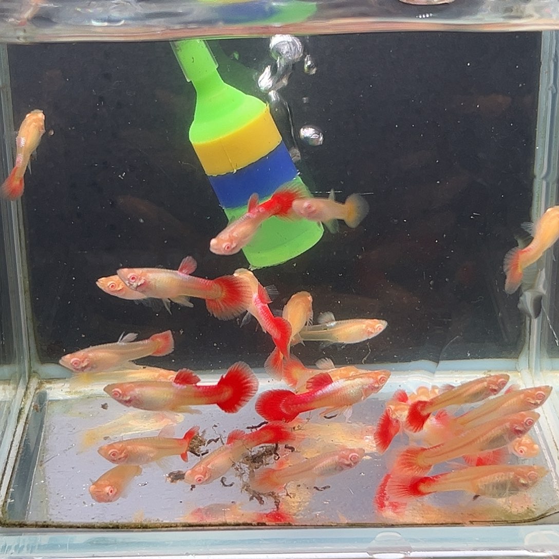 孔雀鱼白子象耳苗10条【拍一发二】