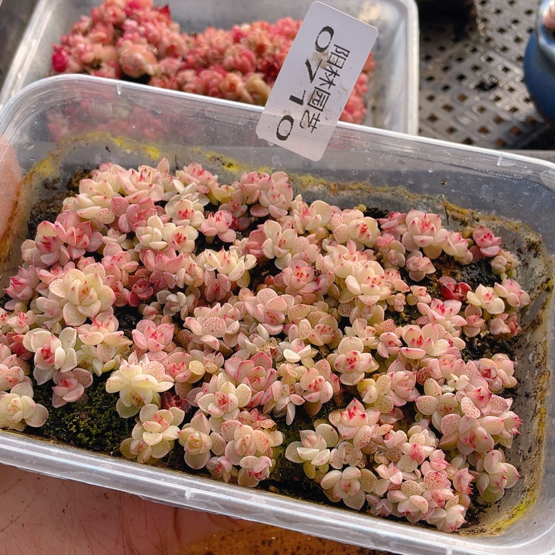 多肉植物多肉植物710