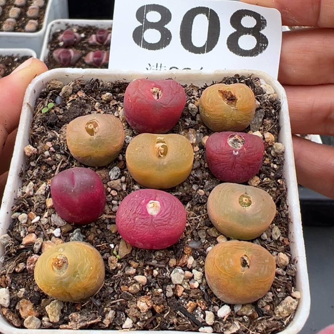 1.26好看的多肉808